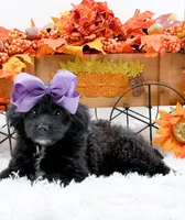 Tessa, a female Cavapoo for sale in Statesville, NC – 4 of 10