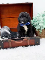 Ford, a male Bernedoodle for sale in Statesville, NC – 7 of 10