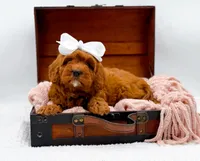 Ruby, a female Cavapoo for sale in Statesville, NC – 8 of 10