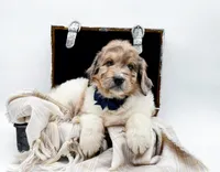 Gus, a male Bernedoodle for sale in Statesville, NC – Photo 7 of 10