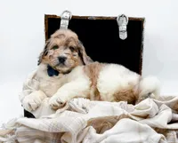 Gus, a male Bernedoodle for sale in Statesville, NC – Photo 9 of 10