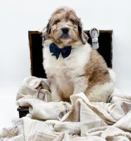 Gus, a male Bernedoodle for sale in Statesville, NC – Photo 10 of 10