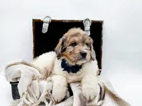 Gus, a male Bernedoodle for sale in Statesville, NC – Photo 2 of 10