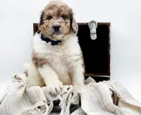 Gus, a male Bernedoodle for sale in Statesville, NC – Photo 8 of 10