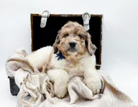 Gus, a male Bernedoodle for sale in Statesville, NC – Photo 4 of 10