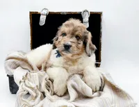 Gus, a male Bernedoodle for sale in Statesville, NC – Photo 6 of 10