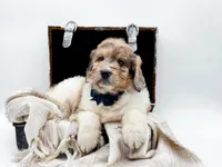 Gus, a male Bernedoodle for sale in Statesville, NC – Photo 1 of 10