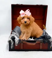Susie, a female Miniature Goldendoodle for sale in Statesville, NC – 2 of 10