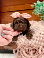 Nestle, a female Miniature Bernedoodle for sale in Statesville, NC – 9 of 10
