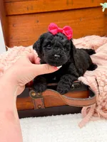 Micro Mini Nancy, a female Miniature Bernedoodle for sale in Statesville, NC – 8 of 10