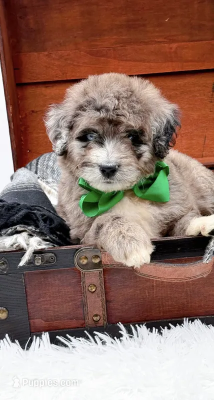 Freckles(Blue Eye) – Bernedoodle puppy for sale in Statesville, NC