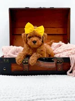 Alice, a female Miniature Goldendoodle for sale in Statesville, NC – 6 of 10