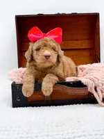 Holly, a female Bernedoodle for sale in Statesville, NC – 1 of 10