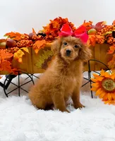 Trixie, a female Cavapoo for sale in Statesville, NC – 7 of 10