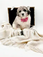 Blue Merle-Skye, a female Bernedoodle for sale in Statesville, NC – Photo 4 of 10