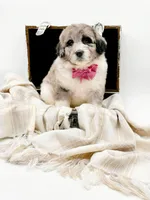 Blue Merle-Skye, a female Bernedoodle for sale in Statesville, NC – Photo 8 of 10