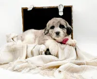 Blue Merle-Skye, a female Bernedoodle for sale in Statesville, NC – Photo 10 of 10