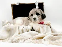 Blue Merle-Skye, a female Bernedoodle for sale in Statesville, NC – Photo 3 of 10