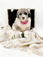 Blue Merle-Skye, a female Bernedoodle for sale in Statesville, NC – Photo 2 of 10