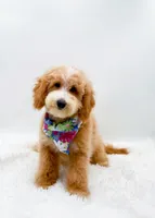 Dolly, a female Miniature Goldendoodle for sale in Statesville, NC – 9 of 10