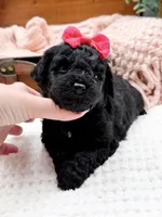 Micro Mini Nancy, a female Miniature Bernedoodle for sale in Statesville, NC – 4 of 10