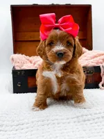 Sophia, a female Miniature Goldendoodle for sale in Statesville, NC – 2 of 10