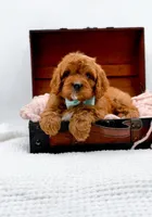 RUSTY, a male Cavapoo for sale in Statesville, NC – Photo 8 of 10