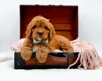 RUSTY, a male Cavapoo for sale in Statesville, NC – Photo 7 of 10