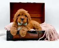 RUSTY, a male Cavapoo for sale in Statesville, NC – Photo 6 of 10