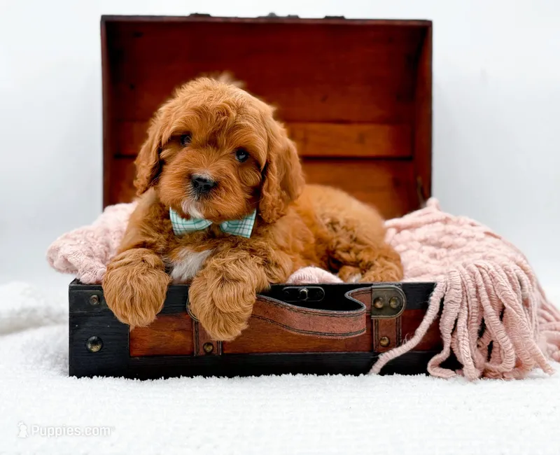 RUSTY – Cavapoo puppy for sale in Statesville, NC