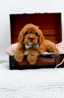 RUSTY, a male Cavapoo for sale in Statesville, NC – Photo 10 of 10