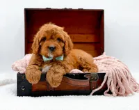 RUSTY, a male Cavapoo for sale in Statesville, NC – Photo 4 of 10