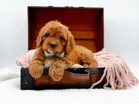 RUSTY, a male Cavapoo for sale in Statesville, NC – Photo 3 of 10