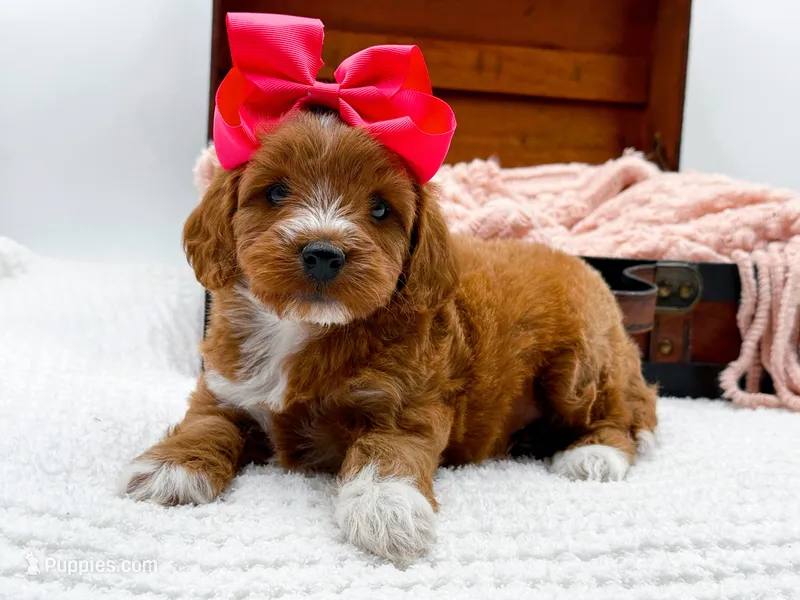 Sophia – Miniature Goldendoodle puppy for sale in Statesville, NC