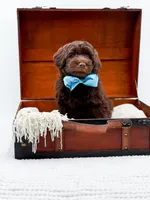 Larger Mini-Bruno, a male Miniature Goldendoodle for sale in Statesville, NC – Photo 5 of 10