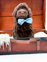 Larger Mini-Bruno, a male Miniature Goldendoodle for sale in Statesville, NC – Photo 9 of 10