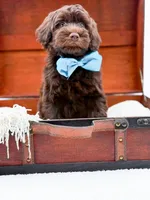 Larger Mini-Bruno, a male Miniature Goldendoodle for sale in Statesville, NC – Photo 8 of 10