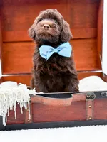 Larger Mini-Bruno, a male Miniature Goldendoodle for sale in Statesville, NC – Photo 2 of 10