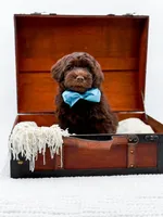 Larger Mini-Bruno, a male Miniature Goldendoodle for sale in Statesville, NC – Photo 7 of 10