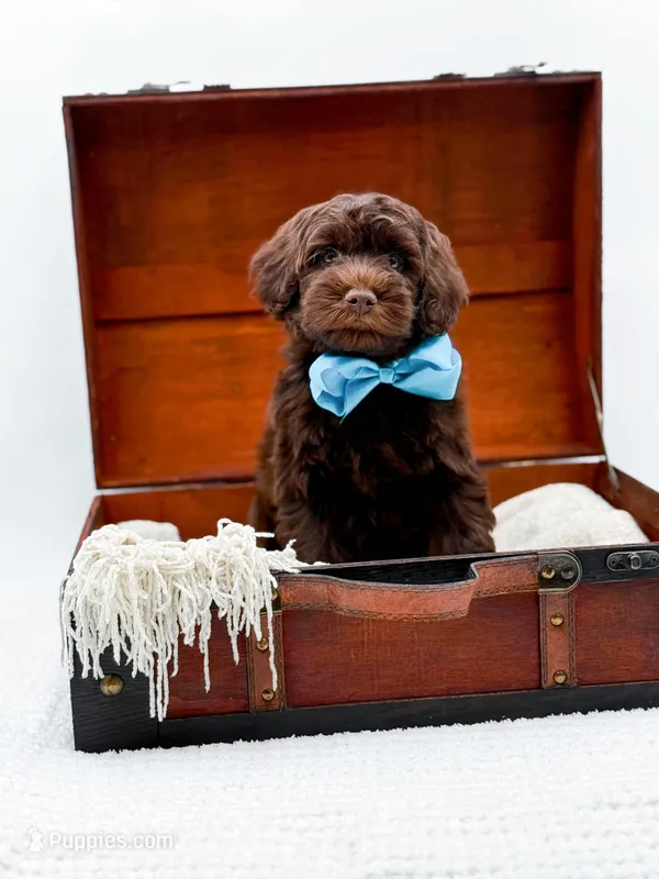 Larger Mini-Bruno – Miniature Goldendoodle puppy for sale in Statesville, NC