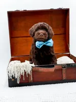 Larger Mini-Bruno, a male Miniature Goldendoodle for sale in Statesville, NC – Photo 1 of 10