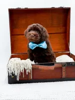 Larger Mini-Bruno, a male Miniature Goldendoodle for sale in Statesville, NC – Photo 4 of 10