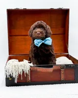 Larger Mini-Bruno, a male Miniature Goldendoodle for sale in Statesville, NC – Photo 3 of 10