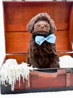 Larger Mini-Bruno, a male Miniature Goldendoodle for sale in Statesville, NC – Photo 10 of 10