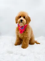 Heidi, a female Miniature Goldendoodle for sale in Statesville, NC – 4 of 10