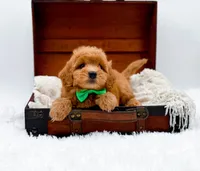 Starburst, a male Miniature Goldendoodle for sale in Statesville, NC – Photo 3 of 10