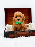 Starburst, a male Miniature Goldendoodle for sale in Statesville, NC – Photo 9 of 10