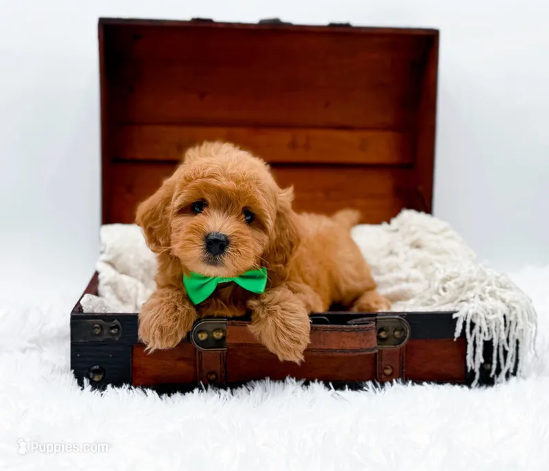 Starburst, a male Miniature Goldendoodle for sale in Statesville, NC – Photo 1 of 10