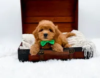 Starburst, a male Miniature Goldendoodle for sale in Statesville, NC – Photo 7 of 10