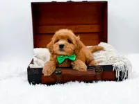 Starburst, a male Miniature Goldendoodle for sale in Statesville, NC – Photo 8 of 10